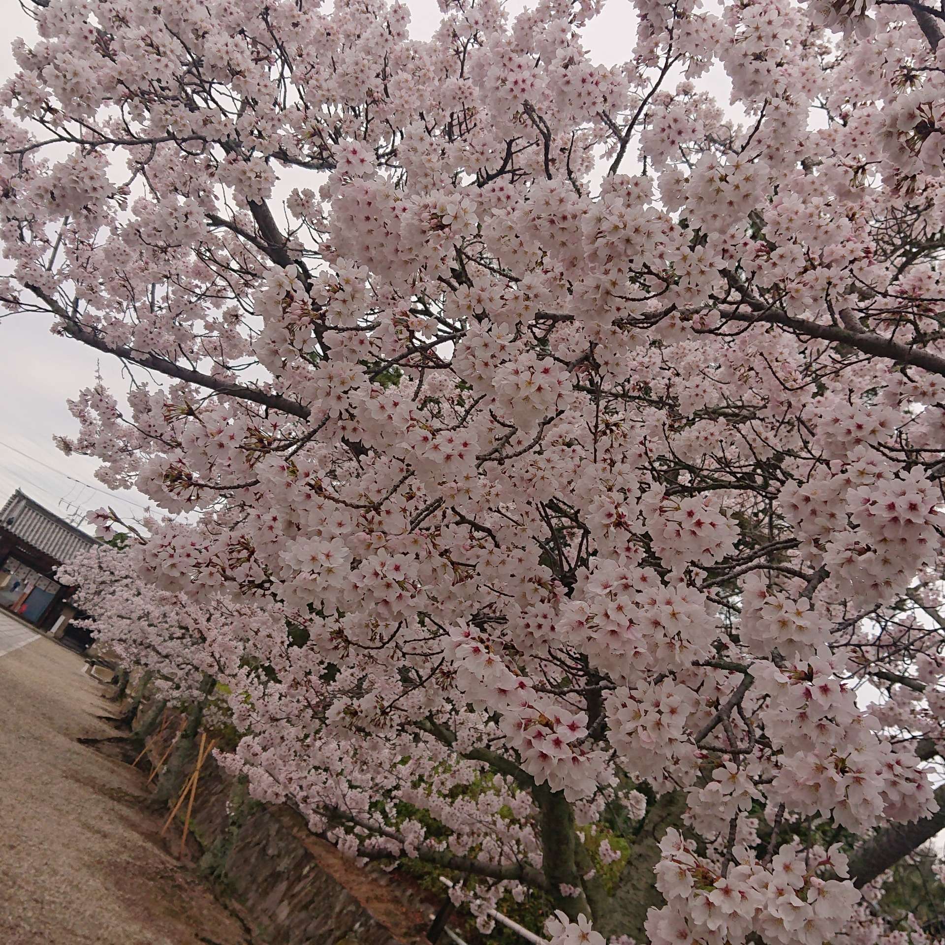 法隆寺の桜が満開です